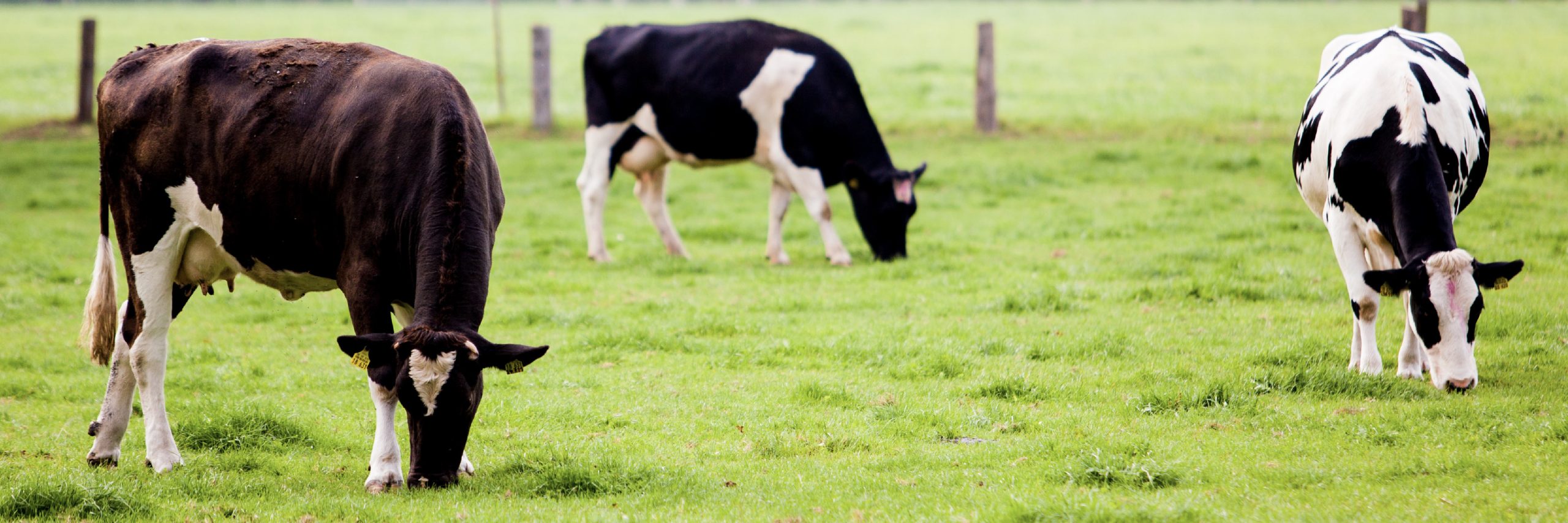 High-Protein Dairy: Why Raw Grass-Fed Milk Is Gaining Ground