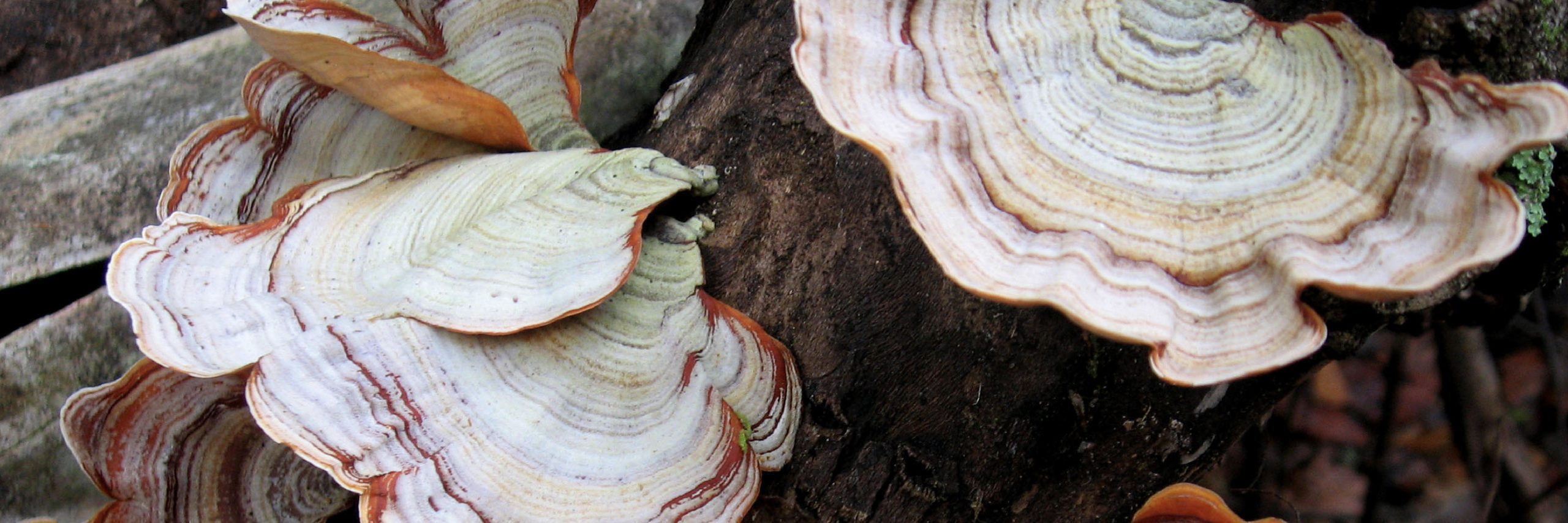 Turkey Tail: The Mushroom You Should Know (Evidence-based Benefits, How to Use, Safety Considerations)