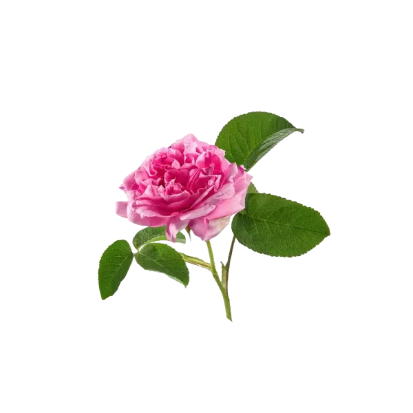 Aqua Oleum Rose Water 100ml